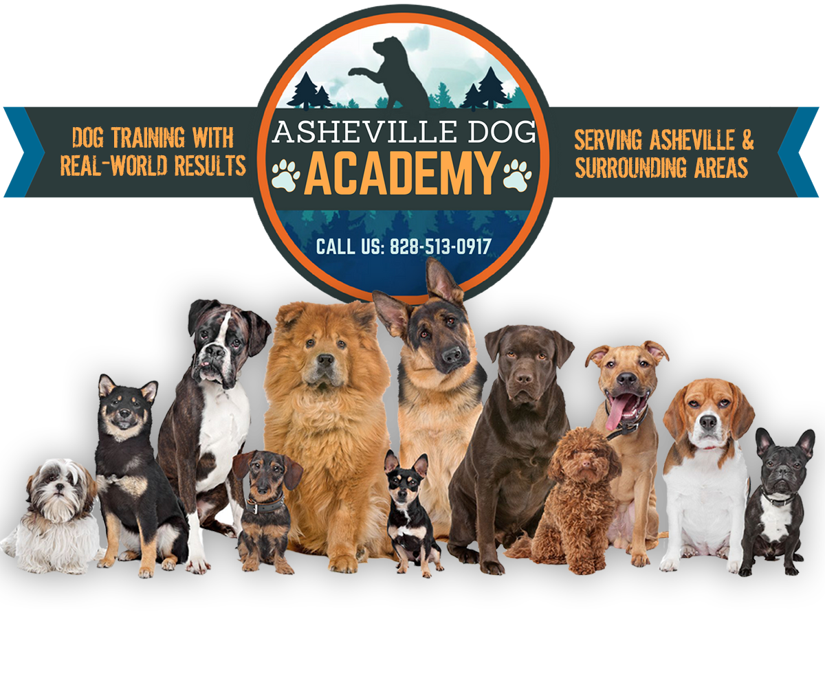 Asheville Dog Academy | Dog Training with Real-World Results